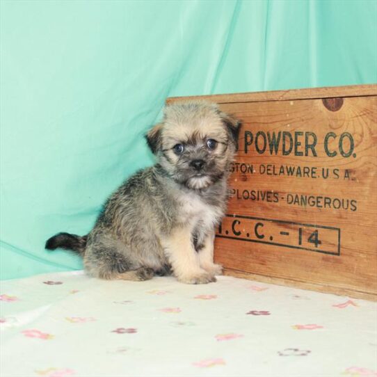 Havanese-Pug-DOG-Male-Fawn-1444-Petland Pensacola, Florida