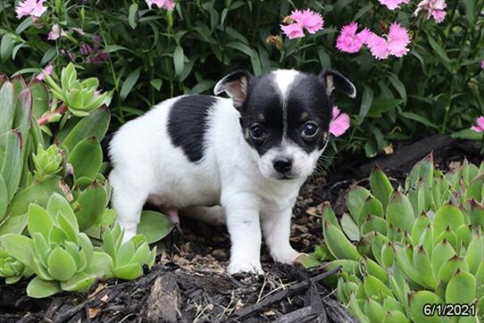 Chihuahua DOG Male White 1461 Petland Pensacola, Florida