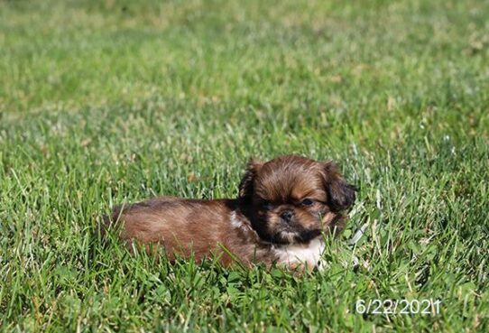 Pekingese DOG Female Fawn 1465 Petland Pensacola, Florida