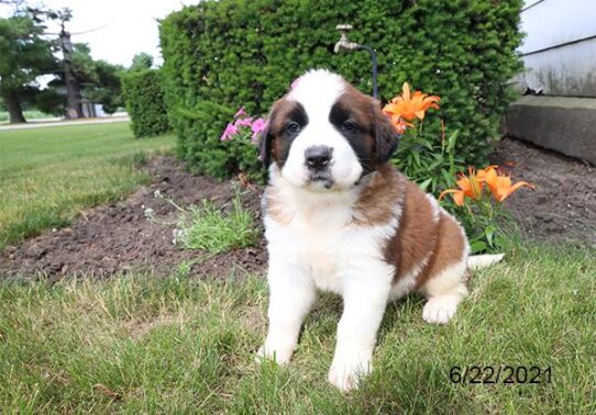 Saint Bernard DOG Female Brown / White 1467 Petland Pensacola, Florida