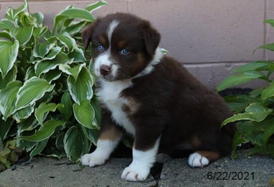 Australian Shepherd DOG Female Red 1468 Petland Pensacola, Florida