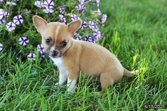 Chihuahua DOG Male Fawn / White 1476 Petland Pensacola, Florida