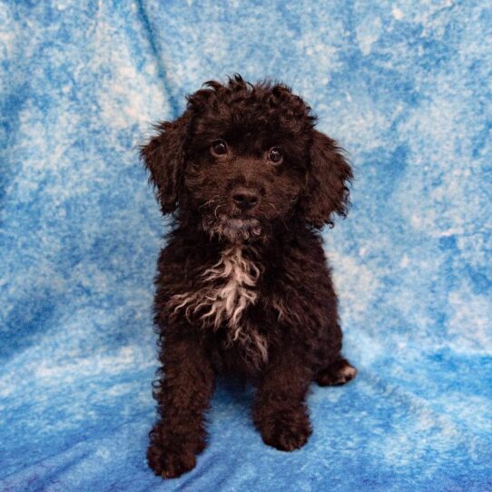 Mini Aussiedoodle-DOG-Male-Black-1462-Petland Pensacola, Florida