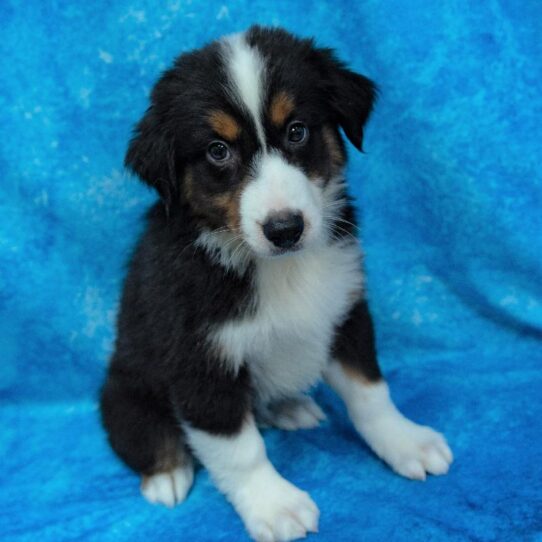 Miniature American Shepherd DOG Male Black 1470 Petland Pensacola, Florida