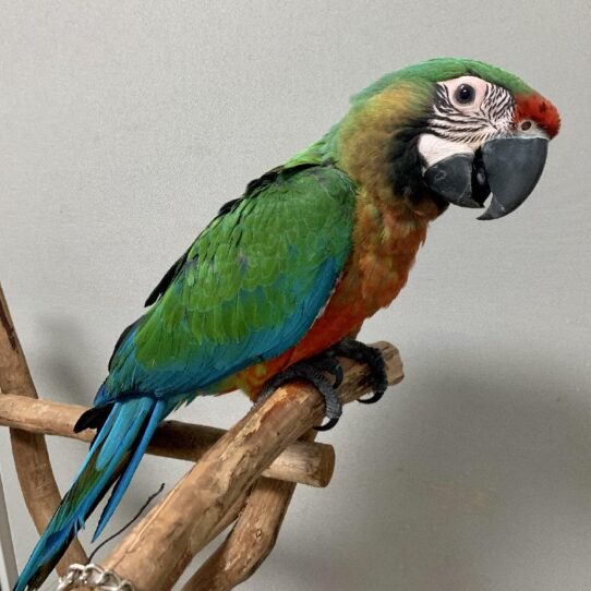 Macaw-BIRD-Male-Mililina-1432-Petland Pensacola, Florida