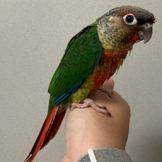 Greeen Cheek Conure BIRD Unknown Yellowside 1437 Petland Pensacola, Florida