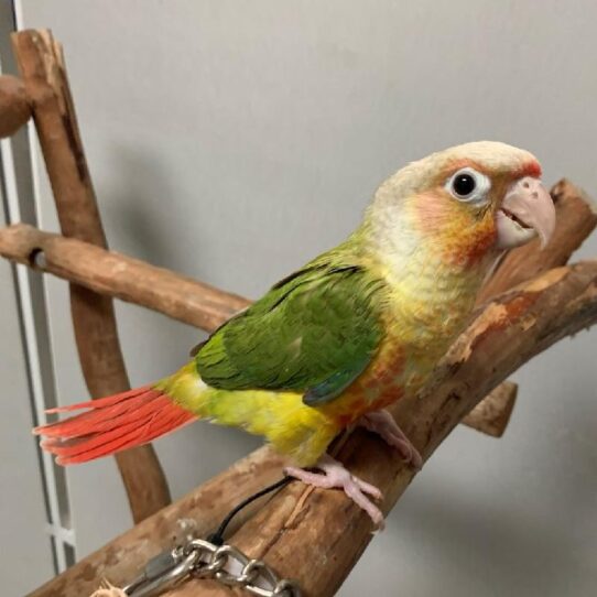 Greeen Cheek Conure-BIRD-Unknown-Pineapple-1438-Petland Pensacola, Florida