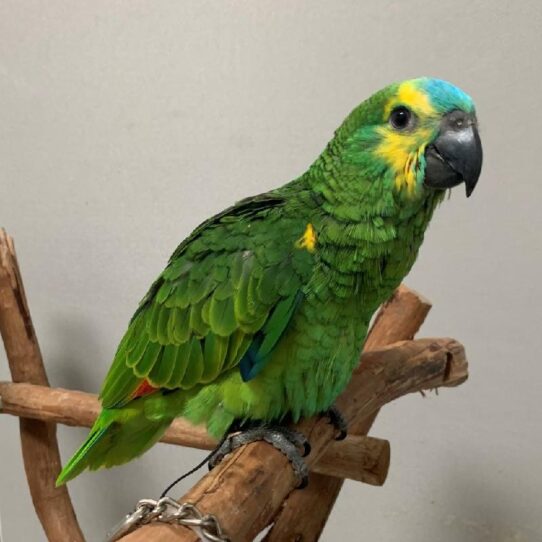 Blue Fronted Amazon BIRD Female 1375 Petland Pensacola, Florida