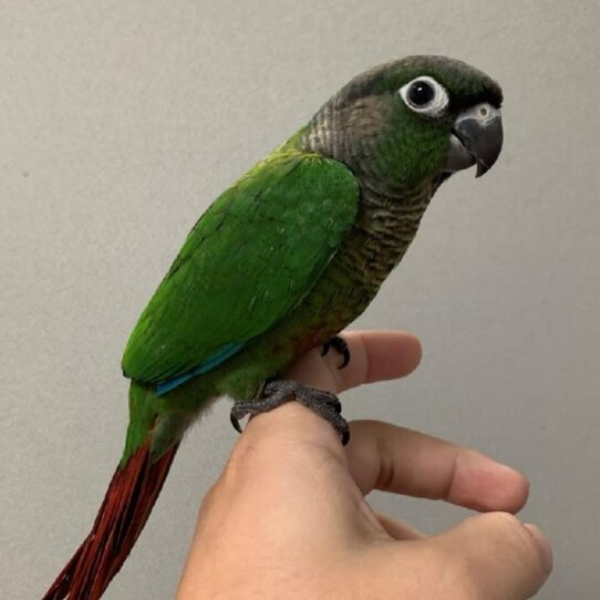 Greeen Cheek Conure BIRD Male Normal 1436 Petland Pensacola, Florida