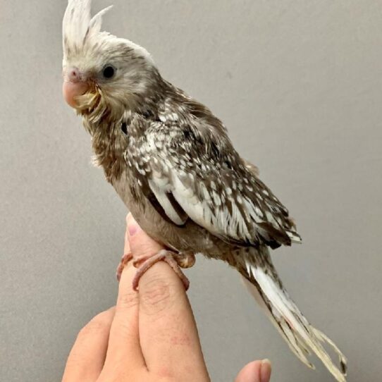 Cockatiel BIRD Female White Face Pearl 1439 Petland Pensacola, Florida