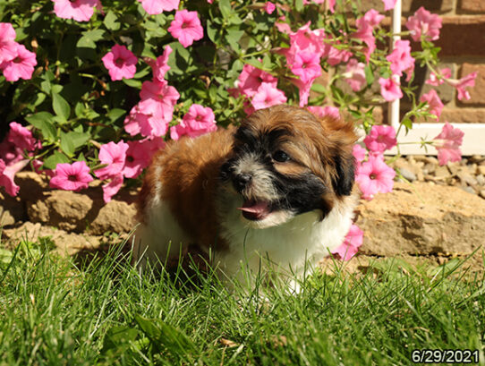 Shizapoo DOG Male Brown / White 1509 Petland Pensacola, Florida