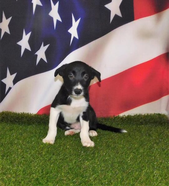 Border Collie-DOG-Male-Black / White-1511-Petland Pensacola, Florida