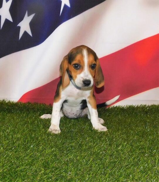 Beagle DOG Female Black White / Tan 1512 Petland Pensacola, Florida