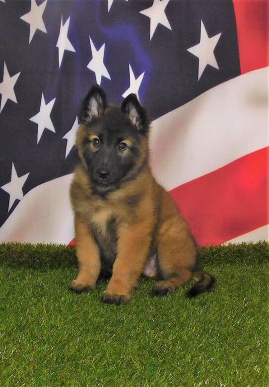 Belgian Tervuren-DOG-Male-Mahogany / Black-1513-Petland Pensacola, Florida