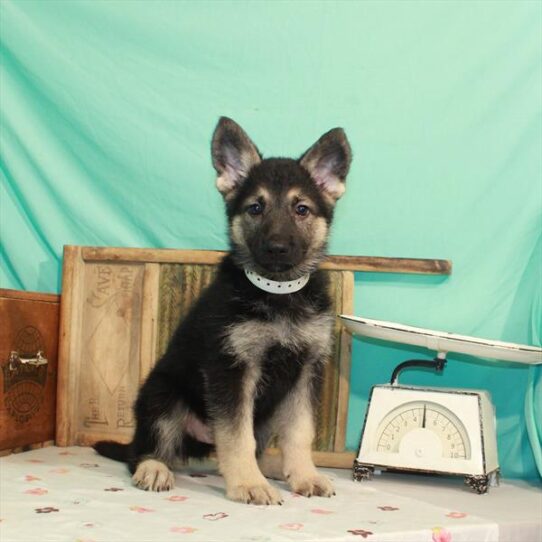 German Shepherd DOG Male Black / Tan 1514 Petland Pensacola, Florida