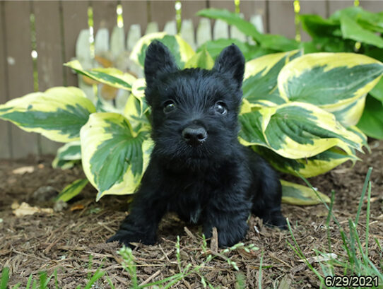 Scottish Terrier DOG Male Black 1519 Petland Pensacola, Florida