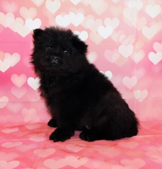 Chow Chow DOG Male Black 489 Petland Pensacola, Florida