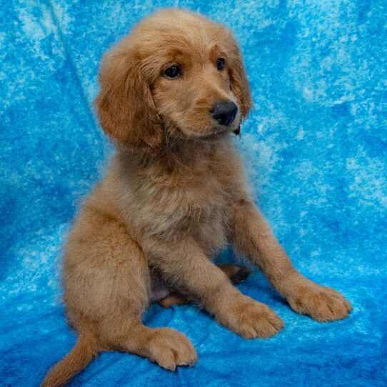 Goldendoodle DOG Male Red 1510 Petland Pensacola, Florida