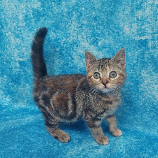 Domestic Short Hair-KITTEN-Female-Brown Tabby-1544-Petland Pensacola, Florida