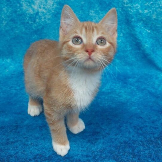 Domestic Short Hair-KITTEN-Male-Orange Tabby-1547-Petland Pensacola, Florida