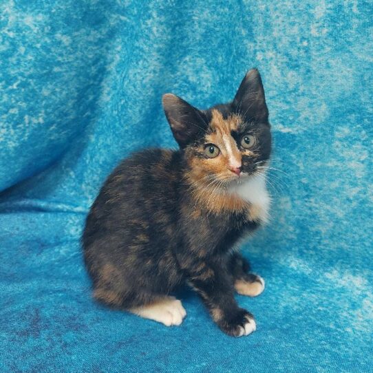 Domestic Short Hair-KITTEN-Female-Calico-1546-Petland Pensacola, Florida