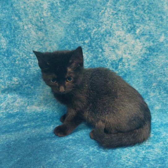 Domestic Short Hair-KITTEN-Female-Black/Gray-1545-Petland Pensacola, Florida