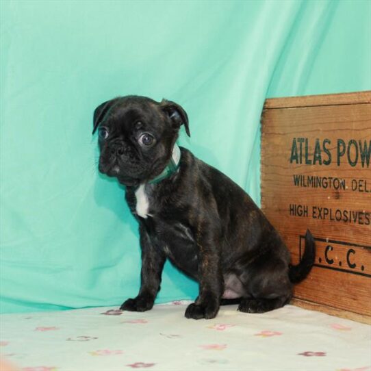 Bugg-DOG-Male-Black Brindle-1557-Petland Pensacola, Florida