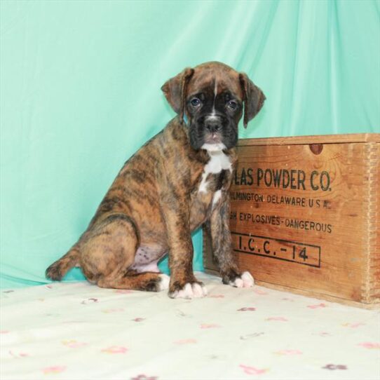 Boxer DOG Male Brindle 1579 Petland Pensacola, Florida