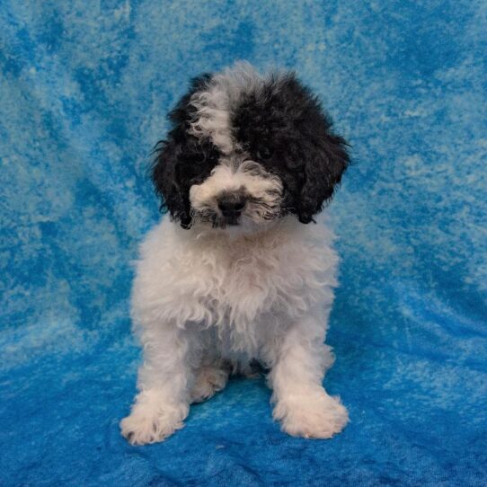 Bichon-Poodle-DOG-Male-Black/White-1595-Petland Pensacola, Florida