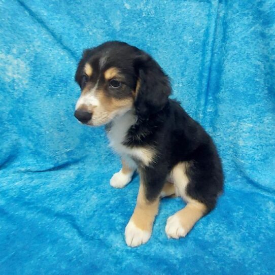 Miniature Australian Shepherd DOG Female Black/Tan/White 1592 Petland Pensacola, Florida