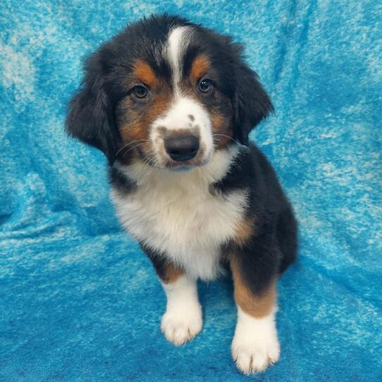 Miniature Australian Shepherd DOG Male Black/Tan/White 1593 Petland Pensacola, Florida