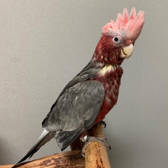 Galah Cockatoo-BIRD-Unknown--1543-Petland Pensacola, Florida