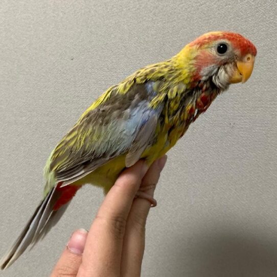 Rosella-BIRD-Unknown-Lutino-1522-Petland Pensacola, Florida