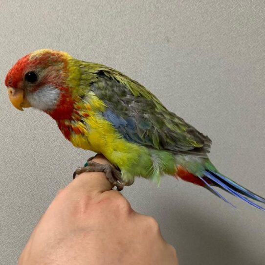 Rosella-BIRD-Unknown-Lutino-1516-Petland Pensacola, Florida