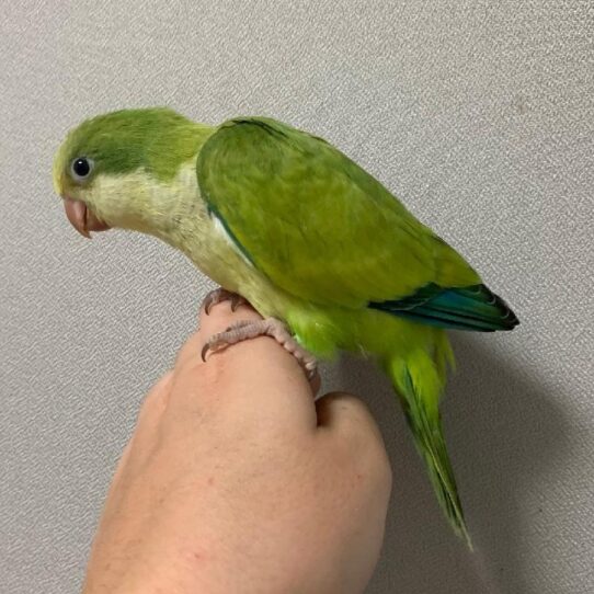 Quaker-BIRD-Unknown-Green Opaline-1552-Petland Pensacola, Florida