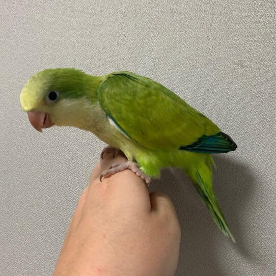 Quaker-BIRD-Unknown-green opaline-1599-Petland Pensacola, Florida