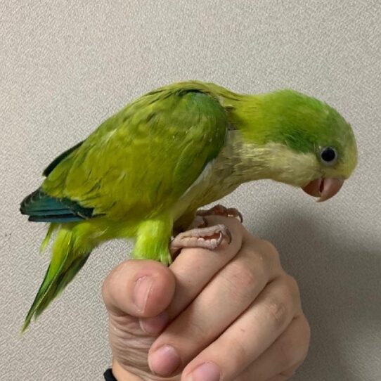 Quaker-BIRD-Unknown-Green Opaline-1600-Petland Pensacola, Florida