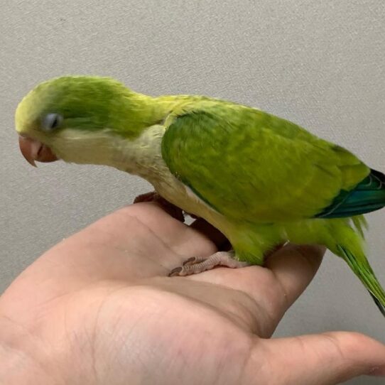 Quaker-BIRD-Unknown-Green Opaline-1601-Petland Pensacola, Florida