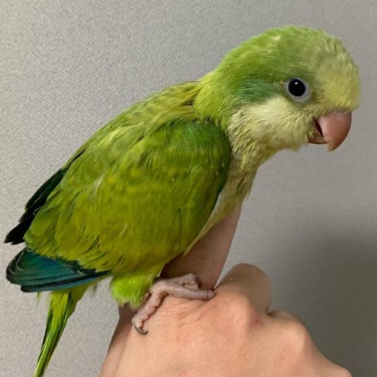 Quaker-BIRD-Unknown-Green Opaline-1553-Petland Pensacola, Florida