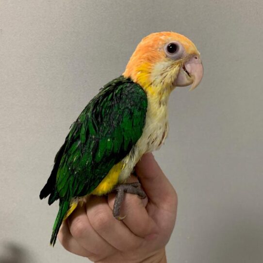 White Bellied Caique-BIRD-Unknown--1602-Petland Pensacola, Florida