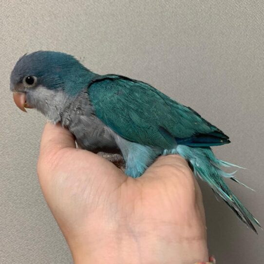 Quaker-BIRD-Unknown-Blue-1555-Petland Pensacola, Florida