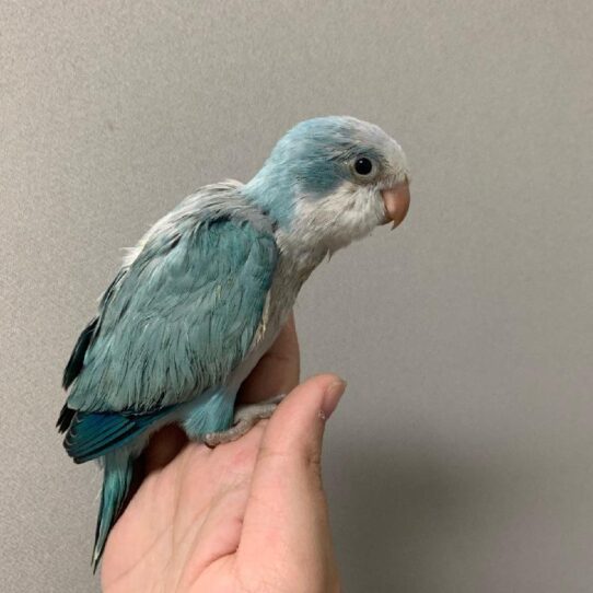 Quaker-BIRD-Unknown-blue opaline-1598-Petland Pensacola, Florida