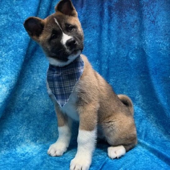 Akita DOG Male Brown 236 Petland Pensacola, Florida