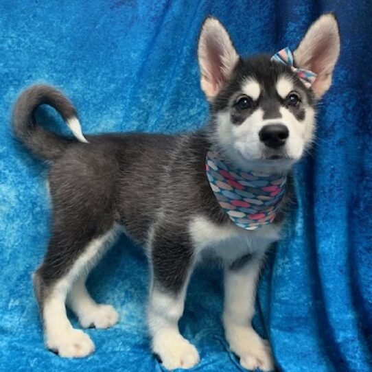 Alaskan Malamute DOG Female Black/White 451 Petland Pensacola, Florida