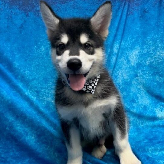 Alaskan Malamute DOG Male Black/White 452 Petland Pensacola, Florida