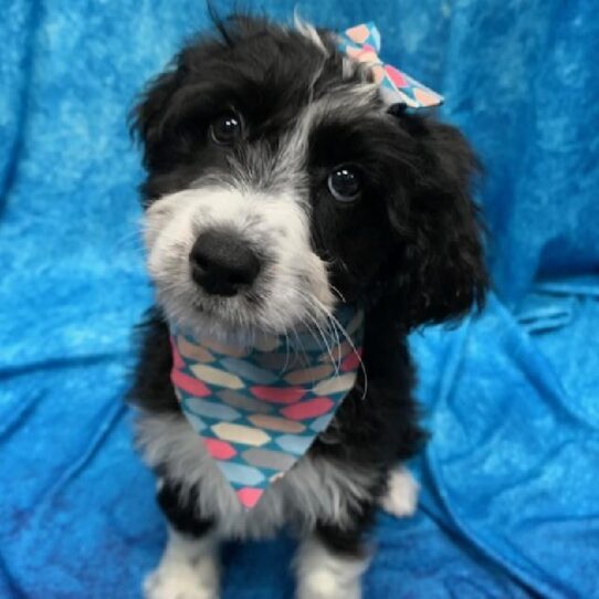 Aussiedoodle DOG Female Black 346 Petland Pensacola, Florida