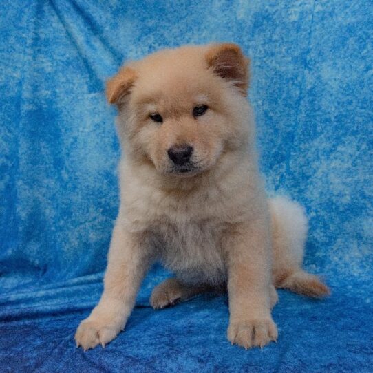 Chow Chow DOG Male Cream 1608 Petland Pensacola, Florida