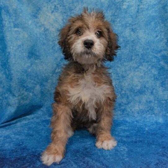 Bernedoodle DOG Female Sable 1609 Petland Pensacola, Florida