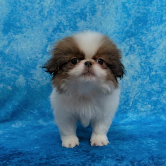 Japanese Chin DOG Male Sable/White 1623 Petland Pensacola, Florida