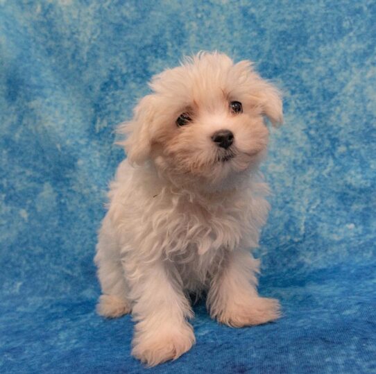Maltese-DOG-Male-White-1614-Petland Pensacola, Florida